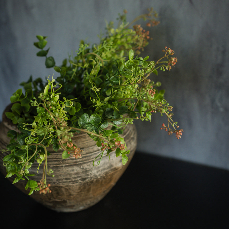 Eucalyptus & Creeping Psychotria Bush