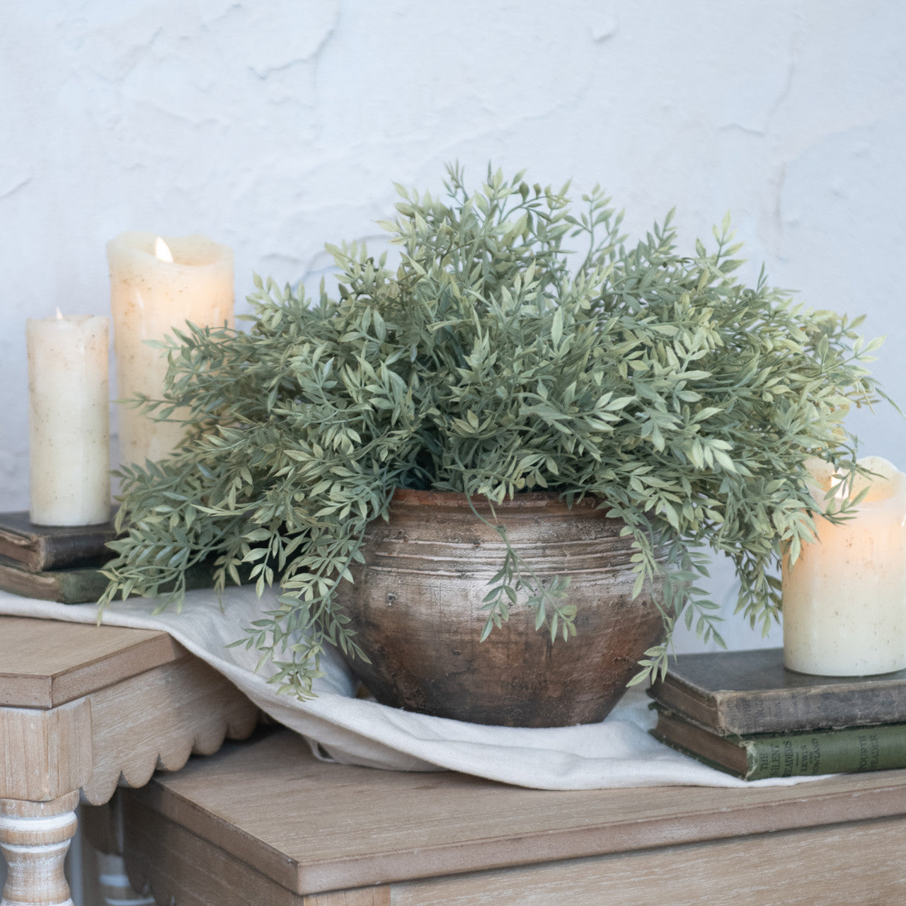 Mini Ficus Bush
