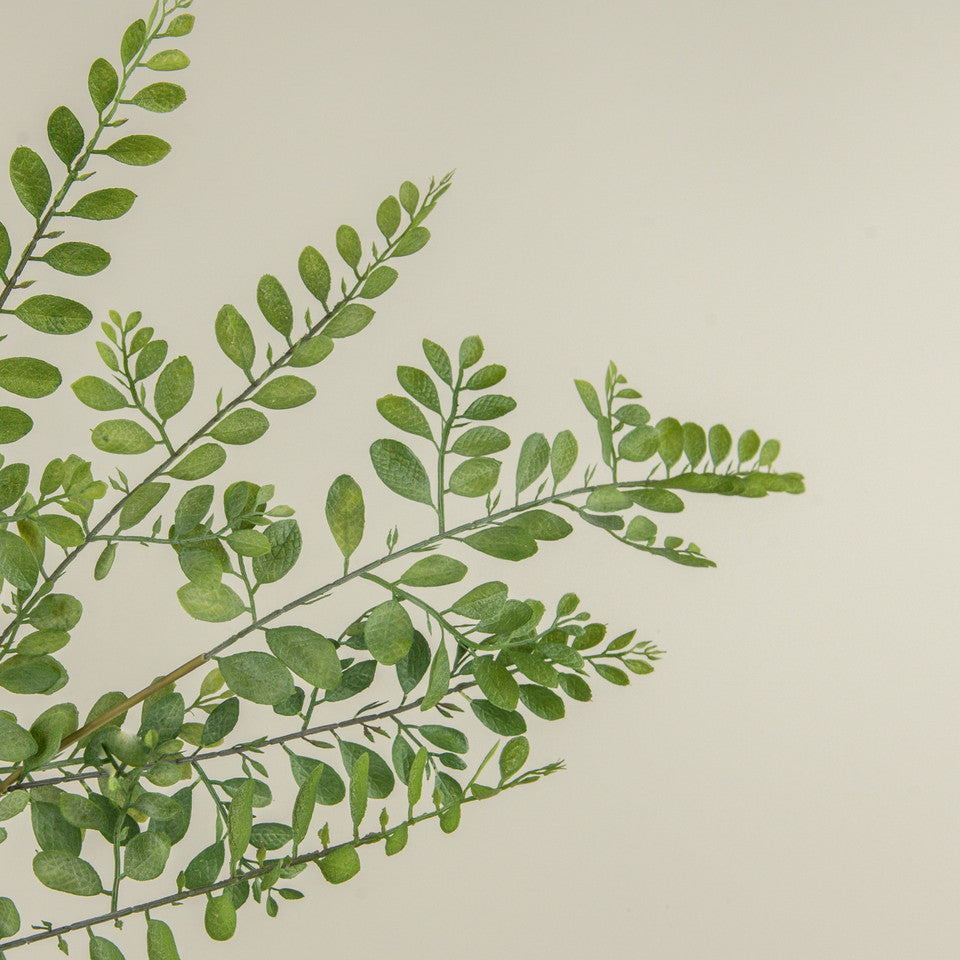 Ruscus Leaf Vine