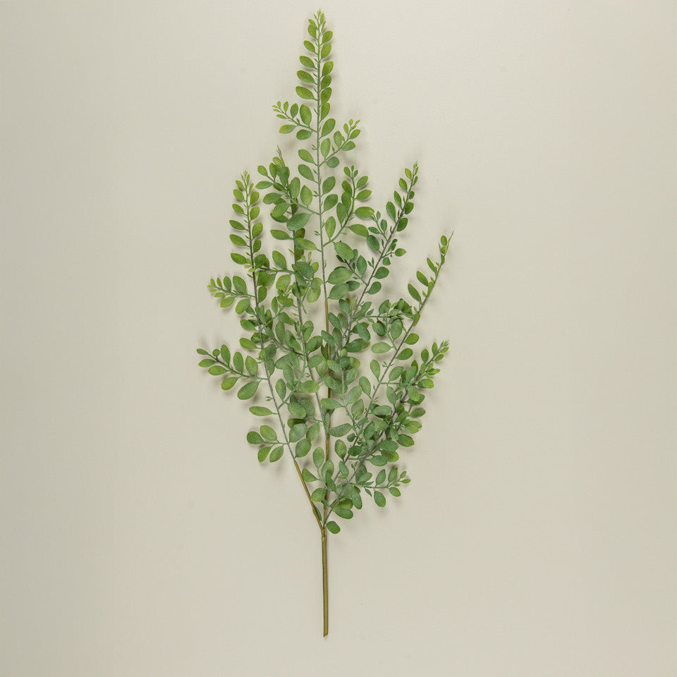 Ruscus Leaf Vine