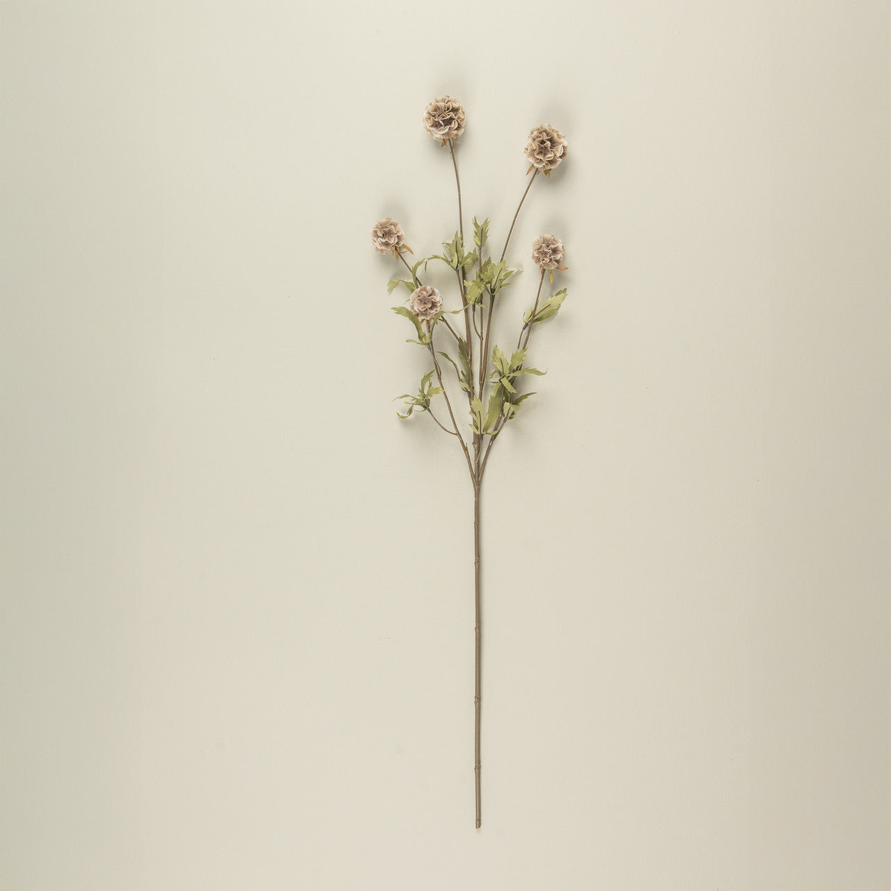Tan Scabiosa Stem