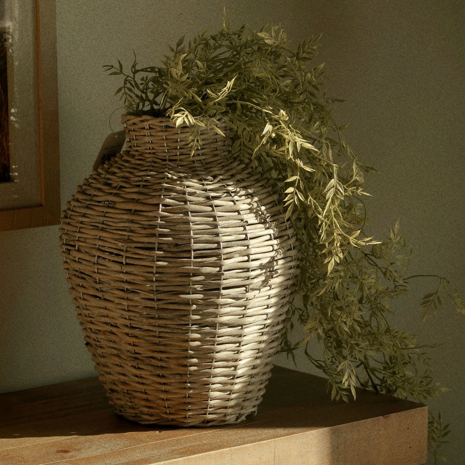Draping Ficus Bush