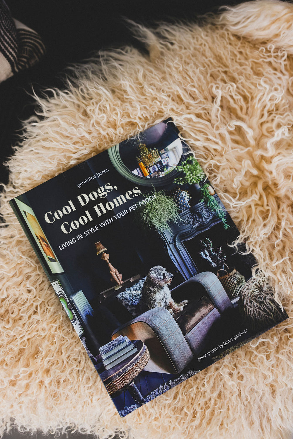 Cool Dogs, Cool Homes: Living In Style with Your Pet Pooch