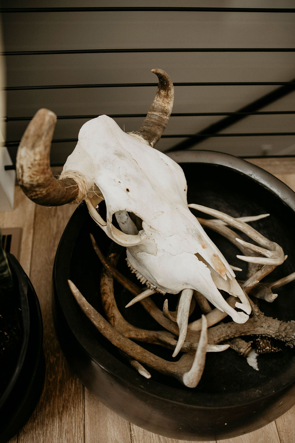Cow Skull with Jute Wrapped Horns