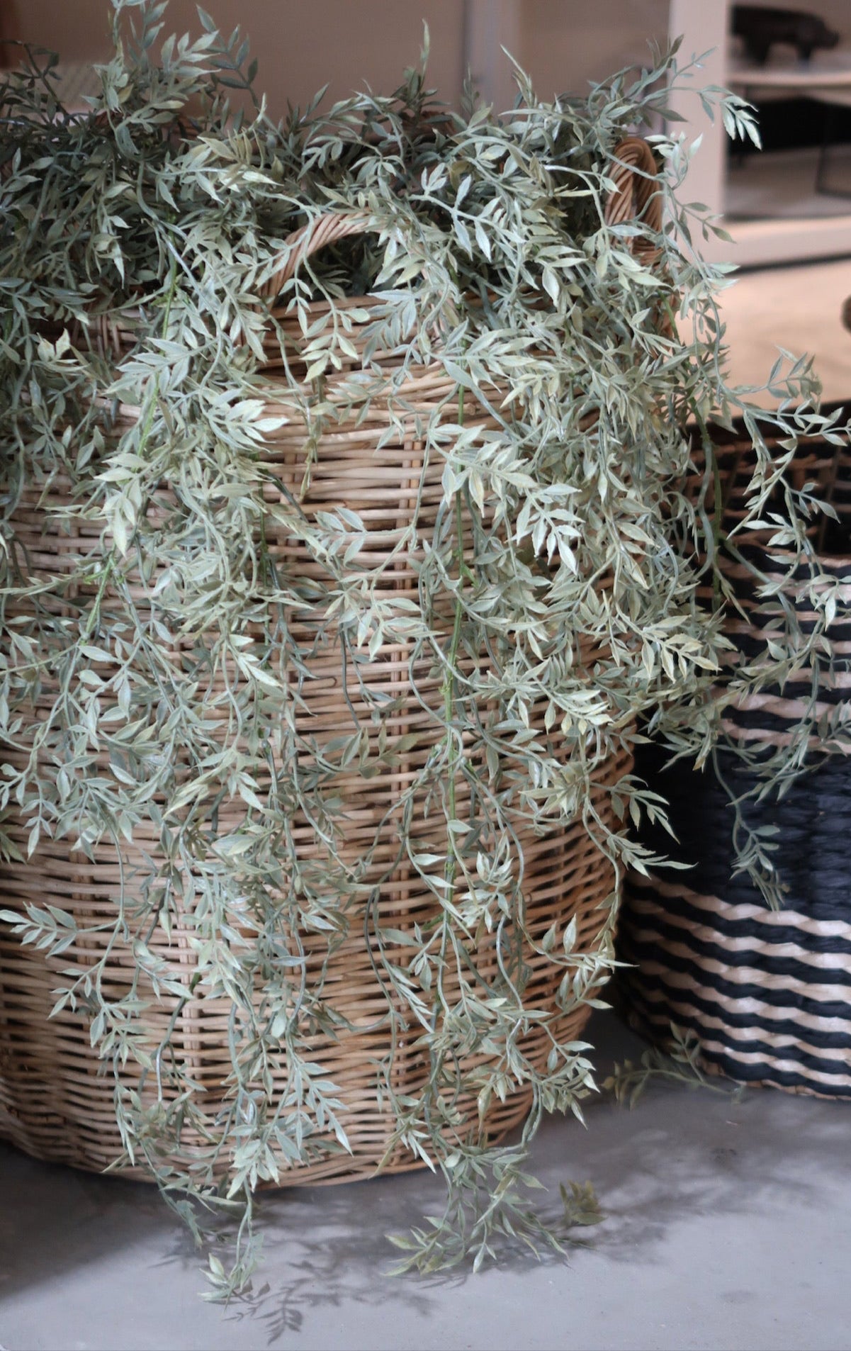 Draping Ficus Bush