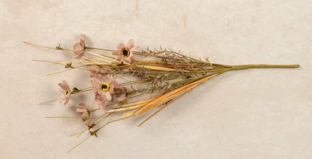 Tan Cosmos Bush Stem
