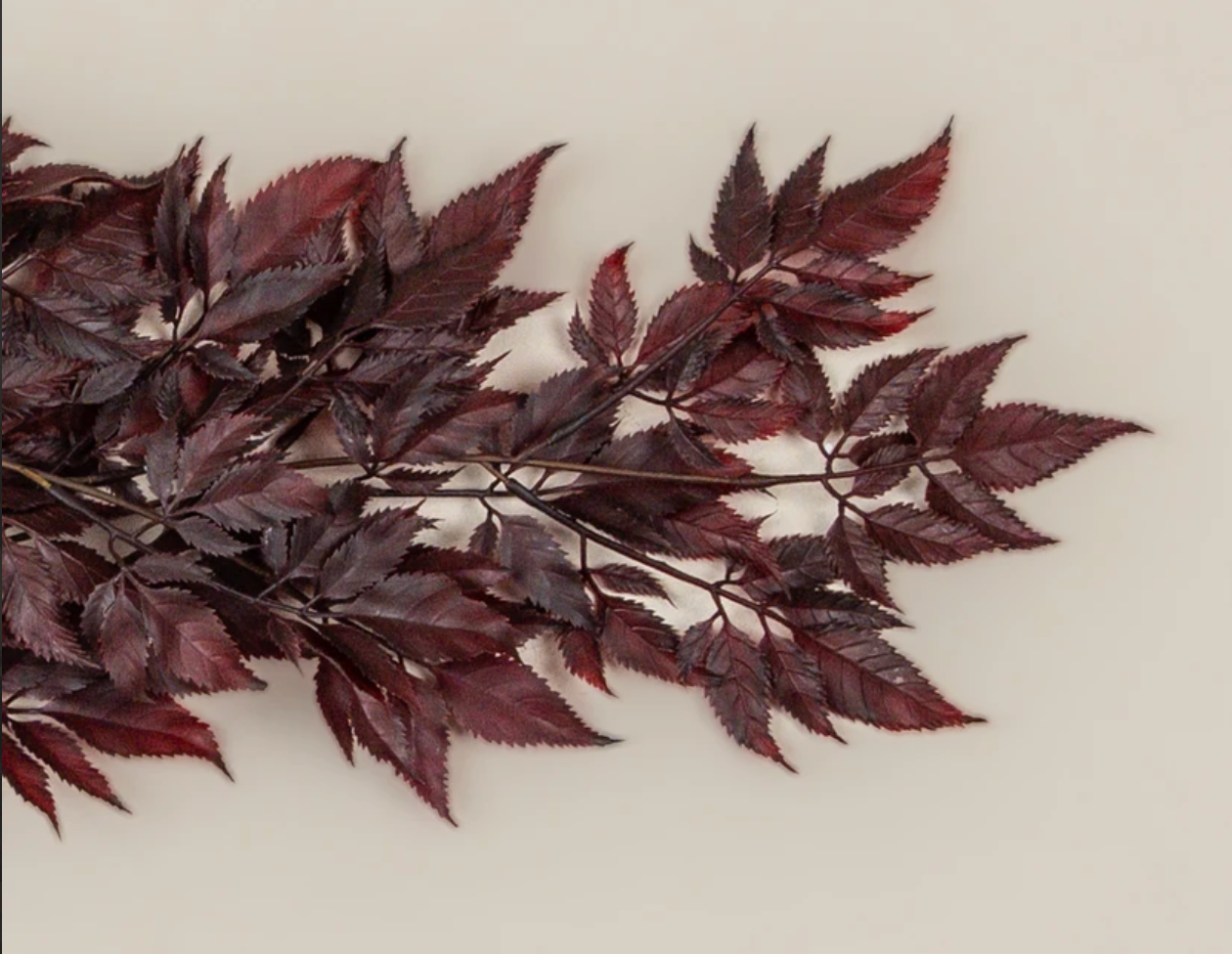 Burgundy Spikenard Hanging Bush Spray