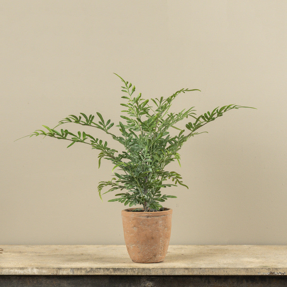 Heavenly Bamboo in Rustic Pot