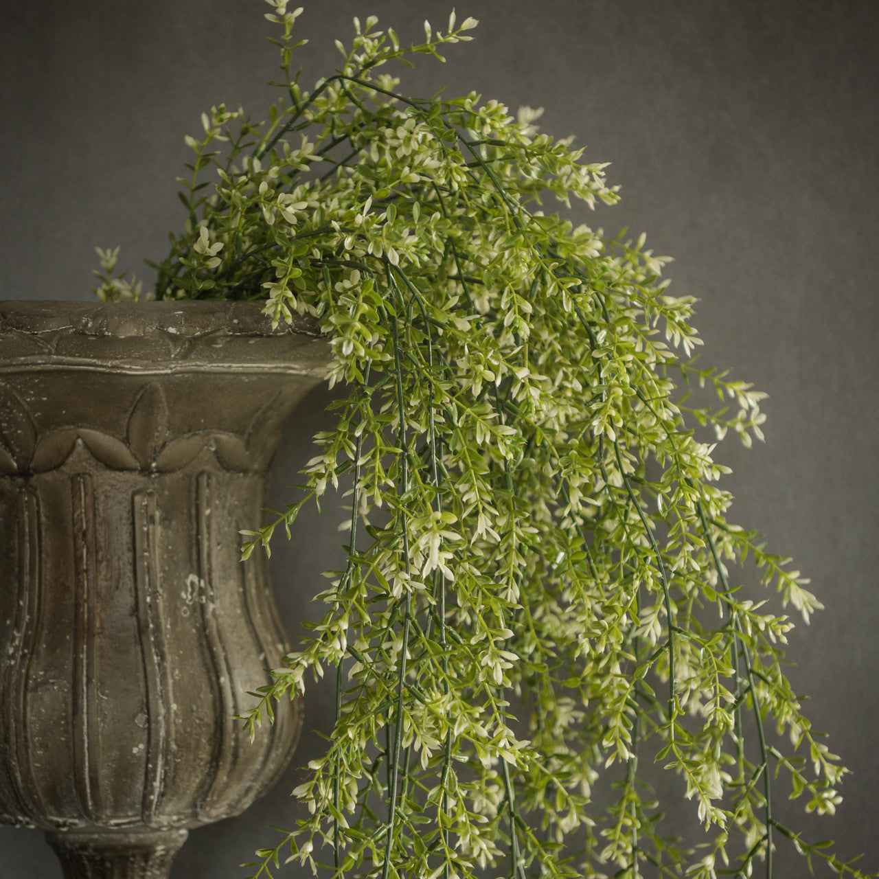 Draping Boxwood Bush
