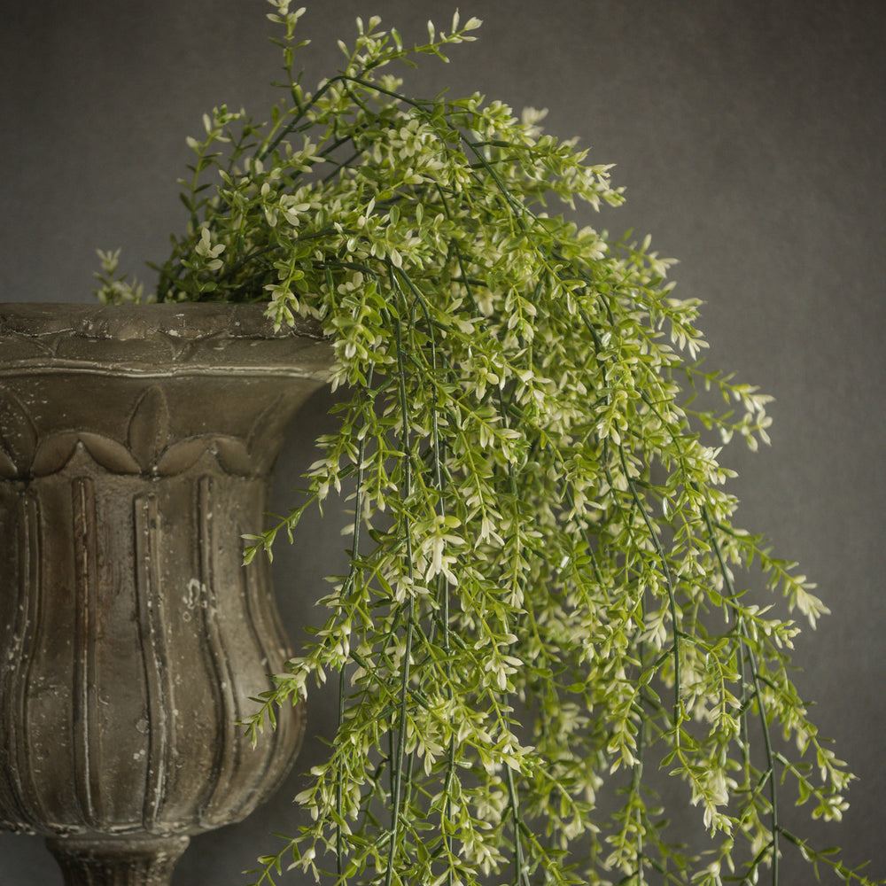 Draping Boxwood Bush