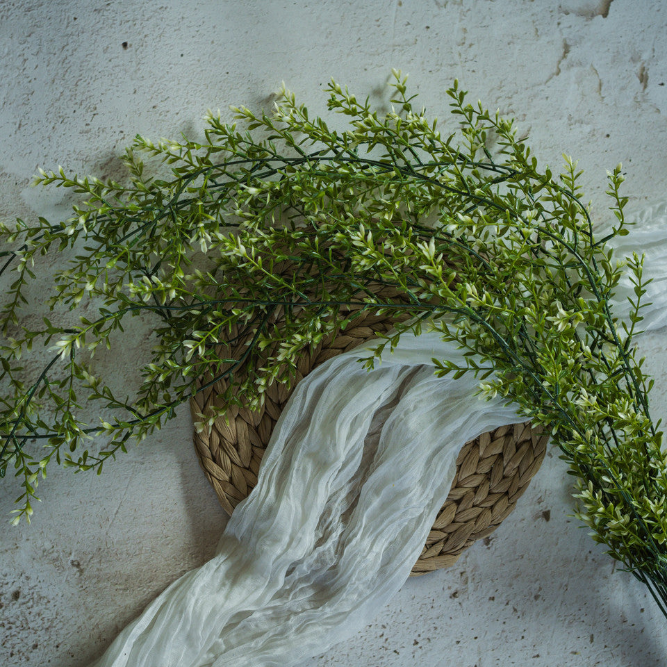 Draping Boxwood Bush