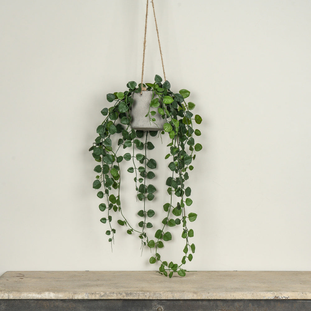 Hanging Button Fern in Pot