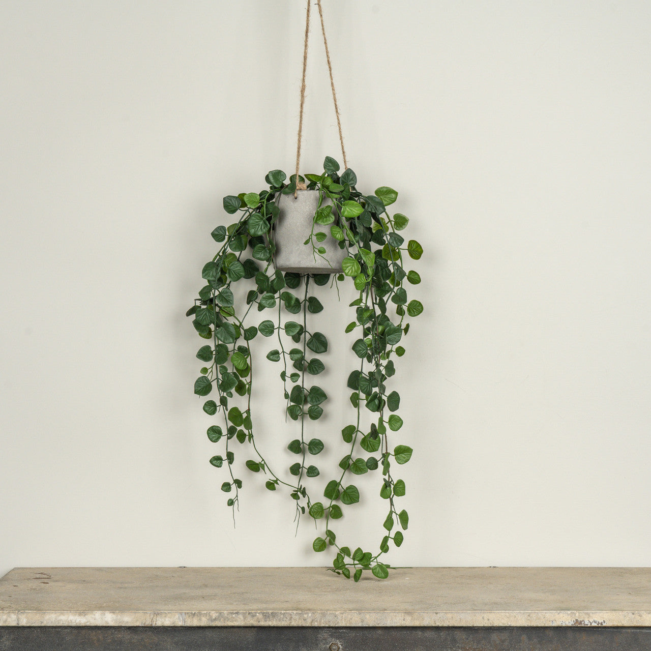 Hanging Button Fern in Pot