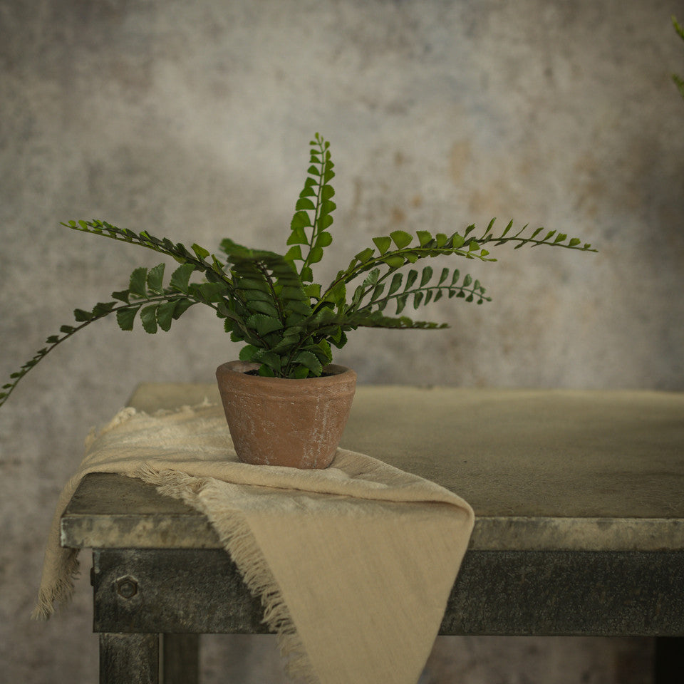 Button Fern in Terracotta Pot