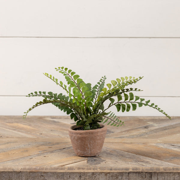 Button Fern in Terracotta Pot