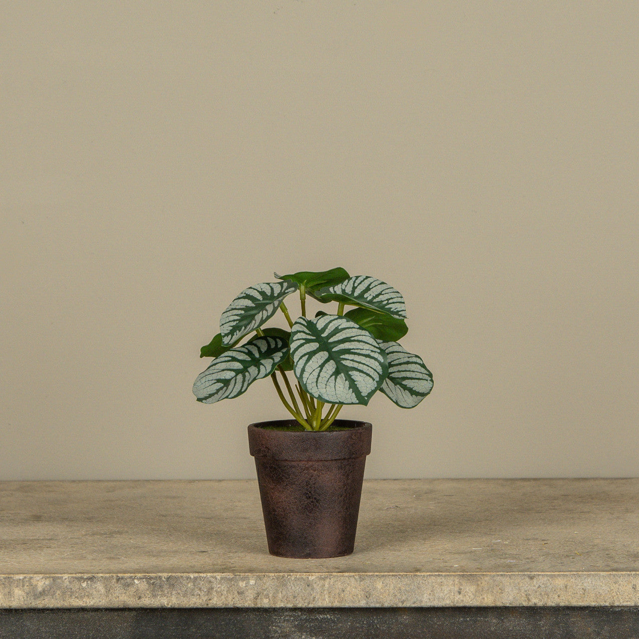 Calathea Plant in Pot