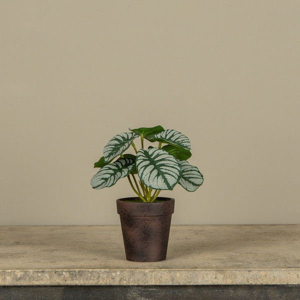 Calathea Plant in Pot