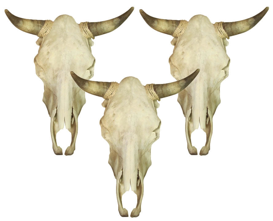 Cow Skull with Jute Wrapped Horns