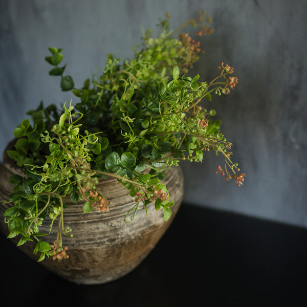 Eucalyptus & Creeping Psychotria Bush