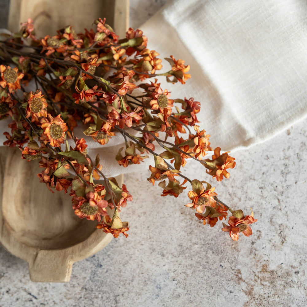Autumn Harvest Daisy Bush