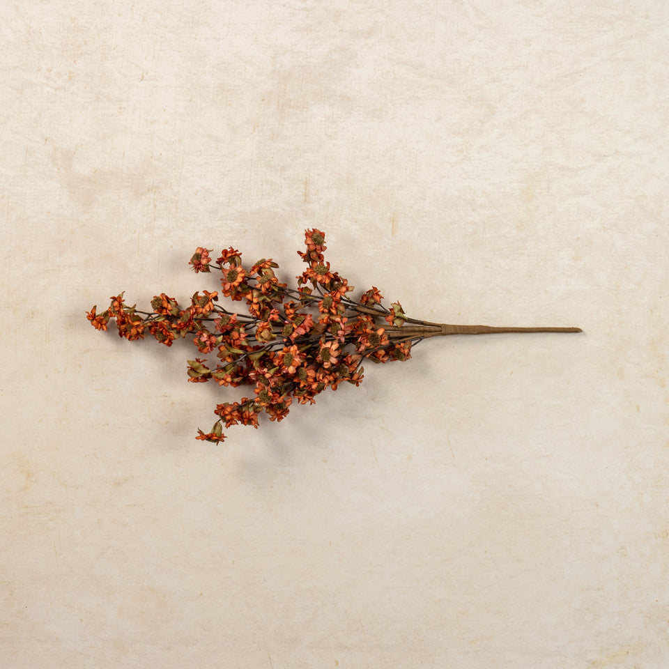 Autumn Harvest Daisy Bush
