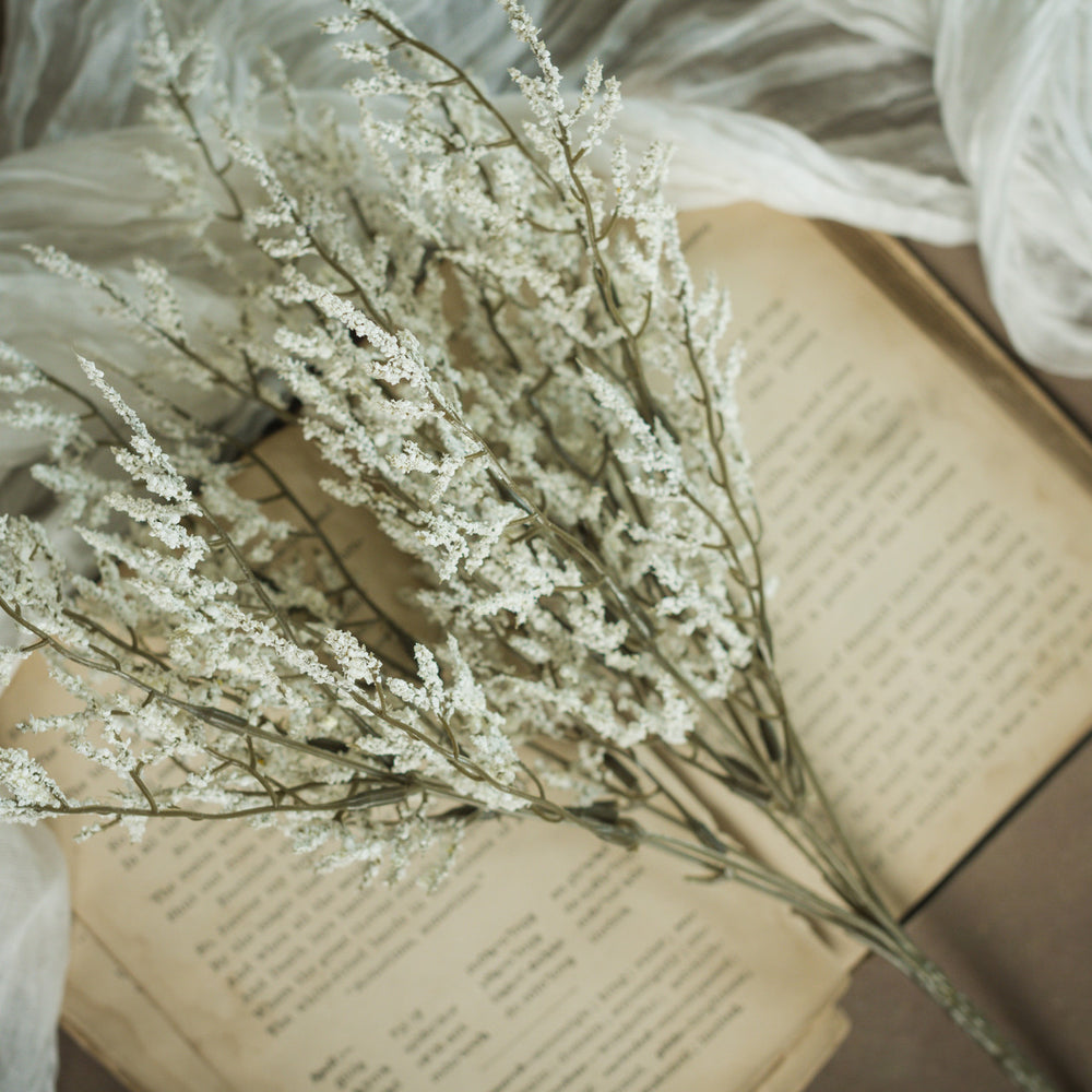 White Dance Plant Bush
