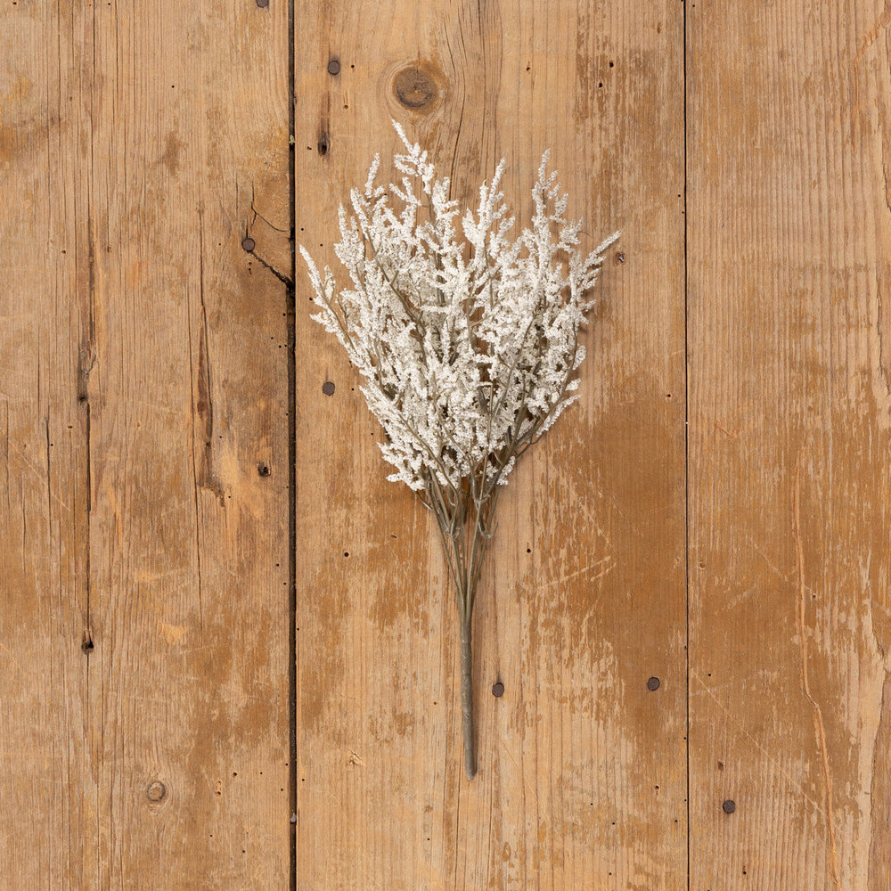 White Dance Plant Bush