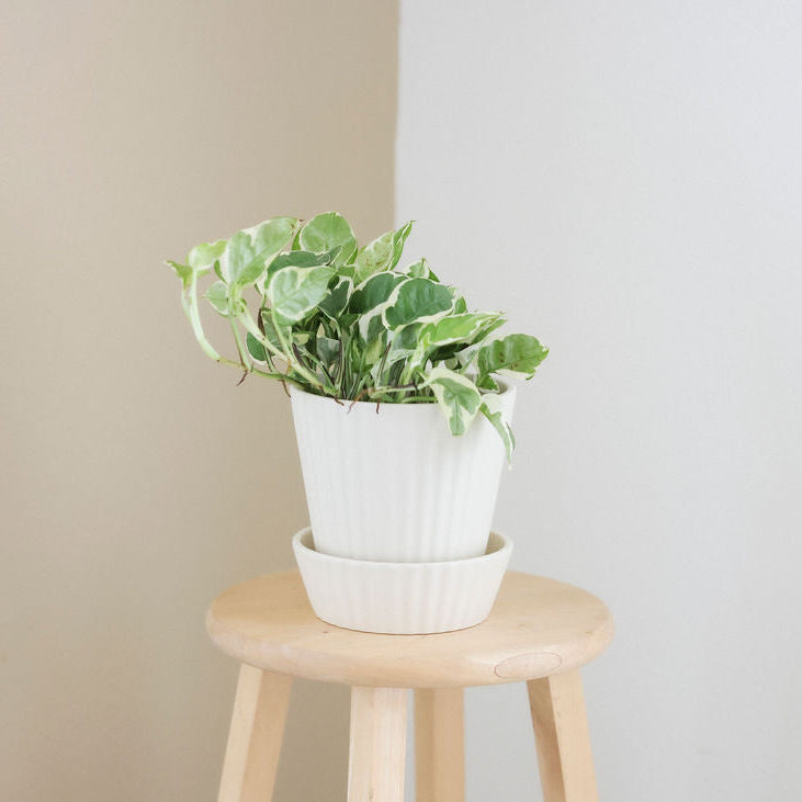 Ribbed Planter & Saucer - 2 Sizes