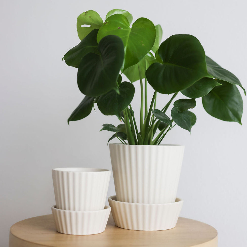 Ribbed Planter & Saucer - 2 Sizes