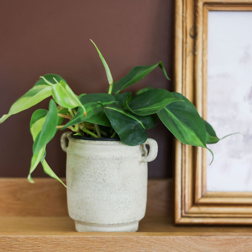 Handmade Textured Pot - 2 Styles