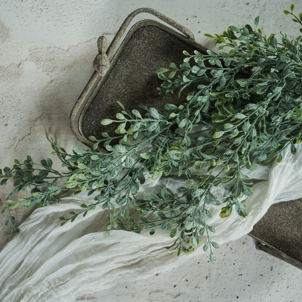 Draping English Boxwood Bush