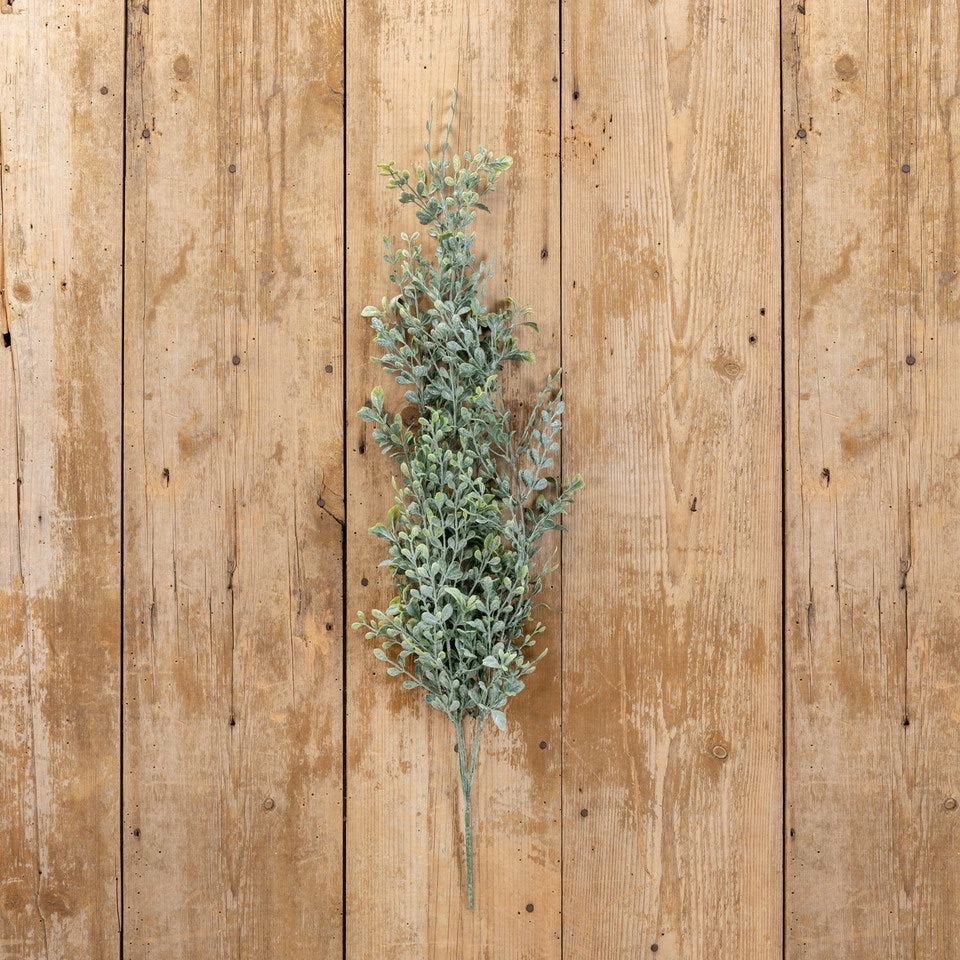 Draping English Boxwood Bush