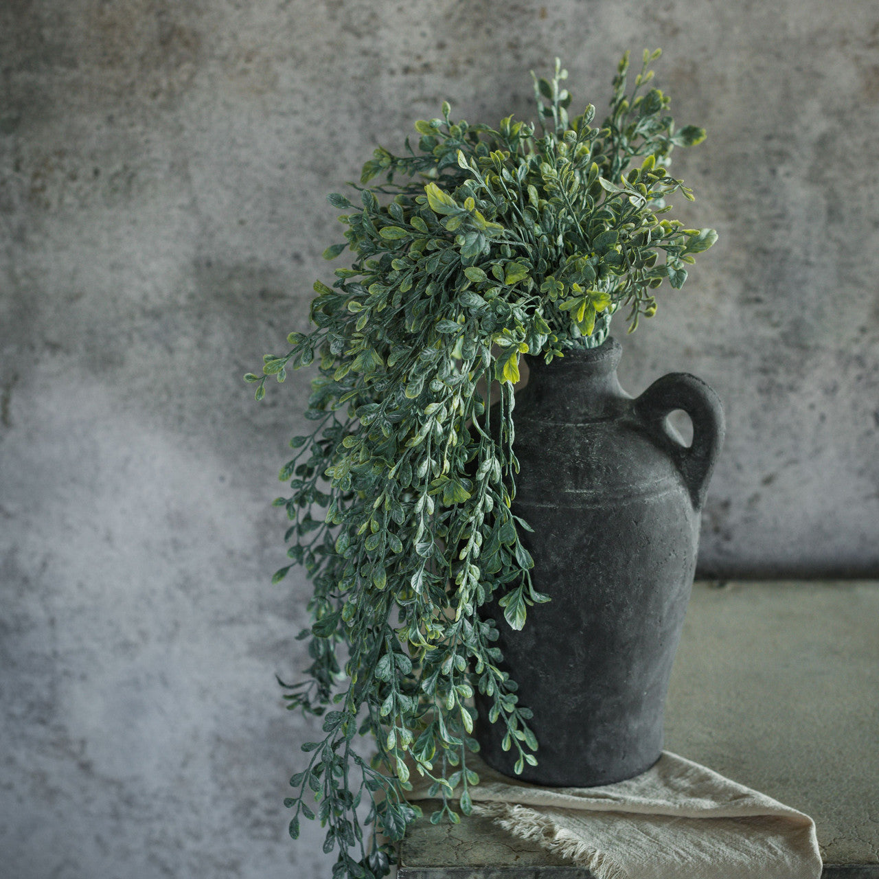 Draping English Boxwood Bush