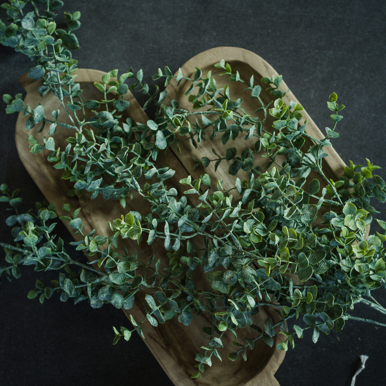 Draping Eucalyptus Bush