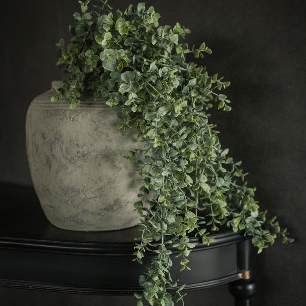 live hanging eucalyptus plant Draping Eucalyptus Bush – Down Home by DeBoers