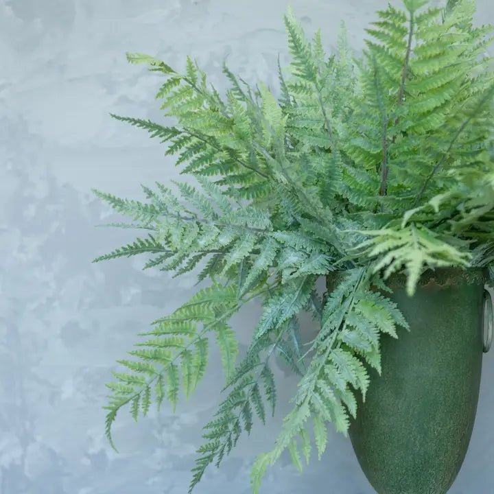 Boston Fern Bundle - 3 Stems