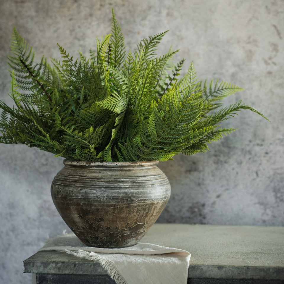 Mixed Fern Pick