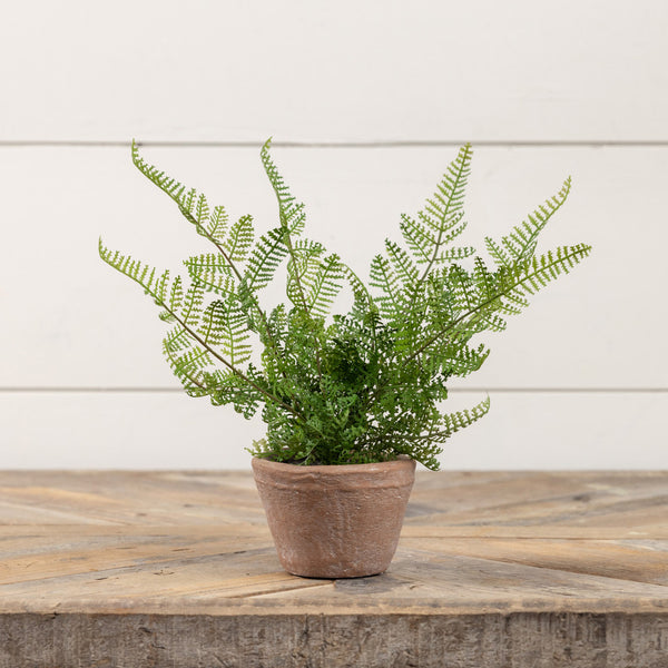 Lace Fern in Terracotta Pot