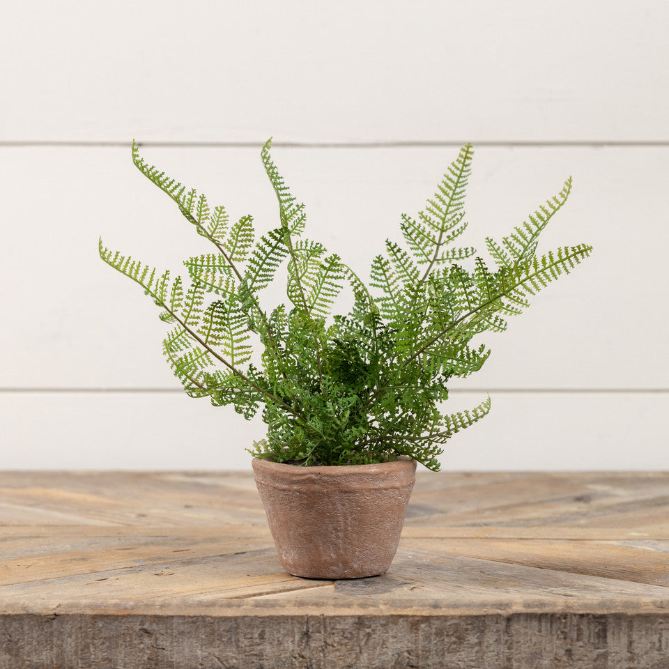 Lace Fern in Terracotta Pot