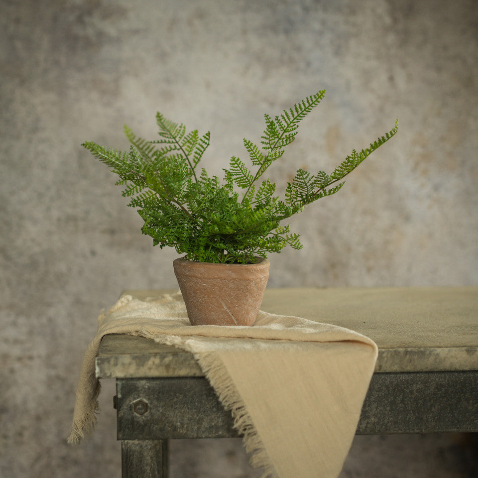 Lace Fern in Terracotta Pot