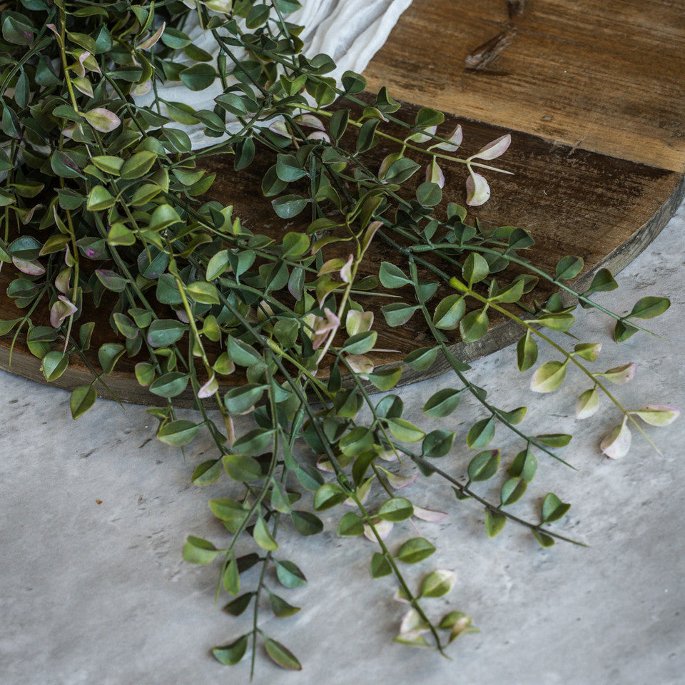 Draping Pea Leaf Bush