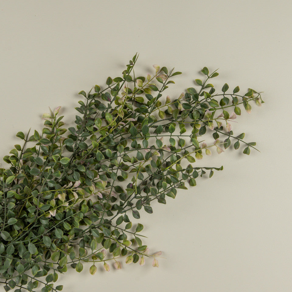 Draping Pea Leaf Bush