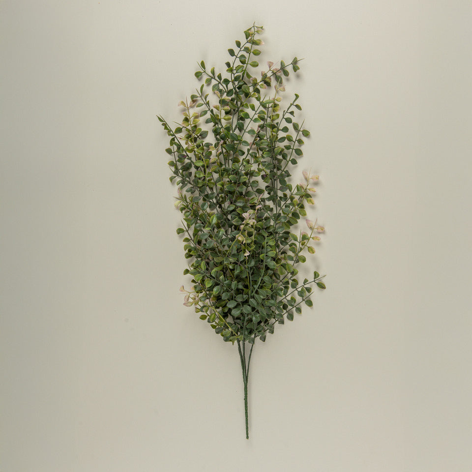 Draping Pea Leaf Bush