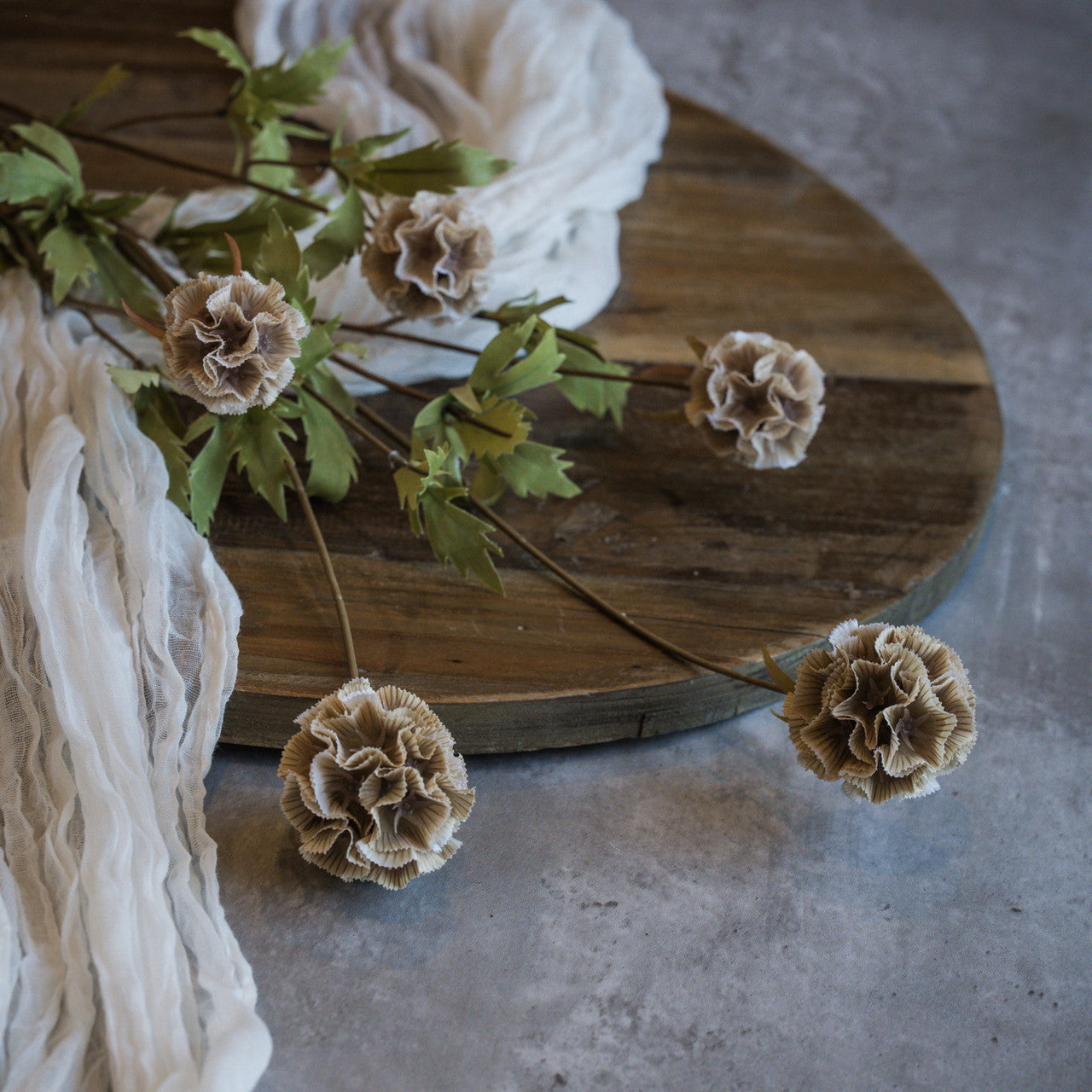 Tan Scabiosa Stem