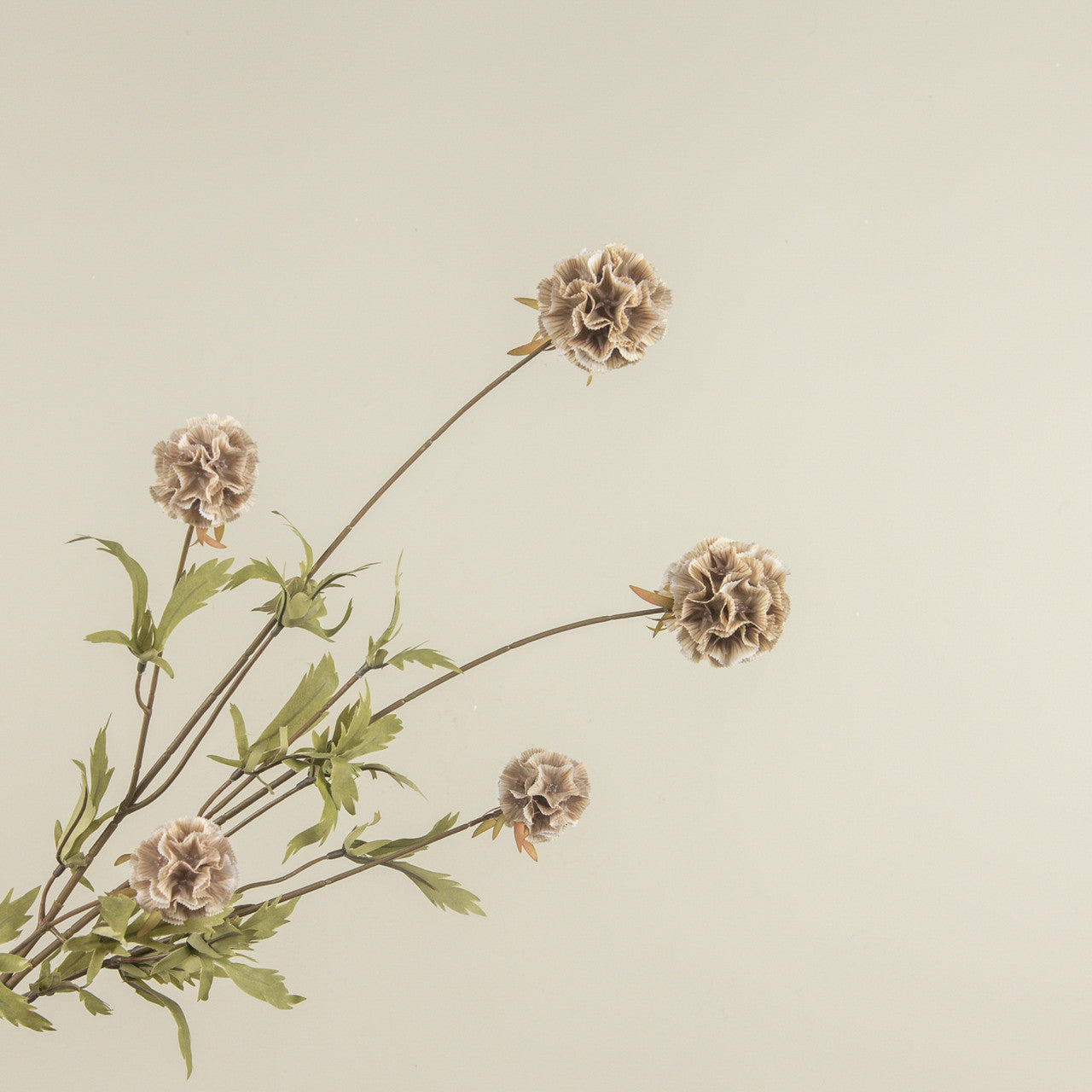 Tan Scabiosa Stem