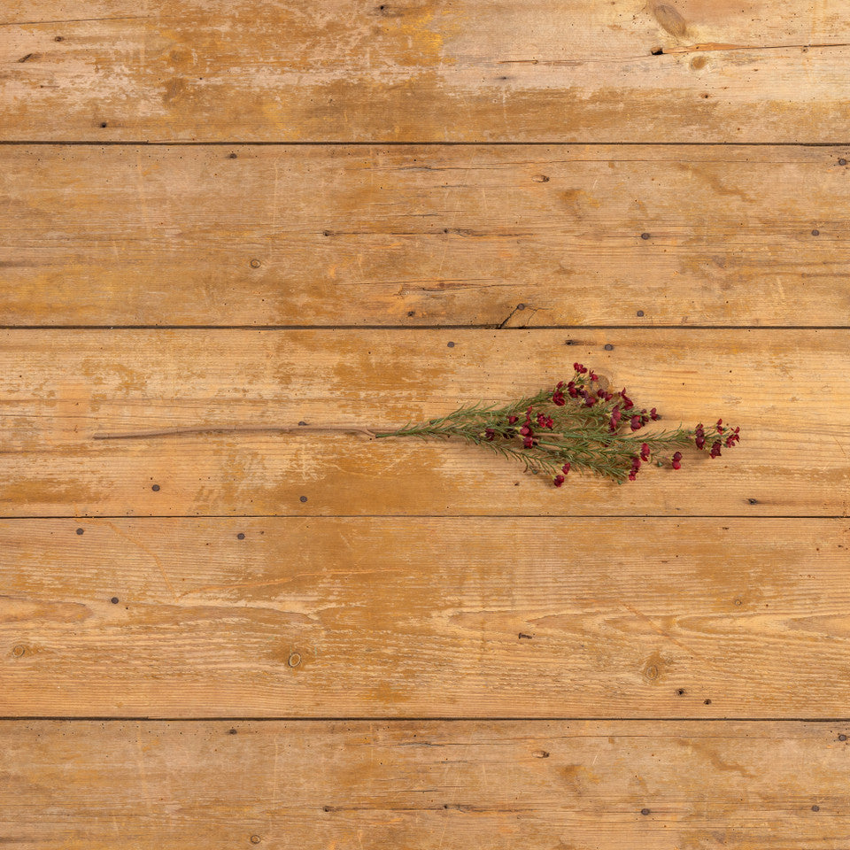 Scarlet Red Waxflower Spray