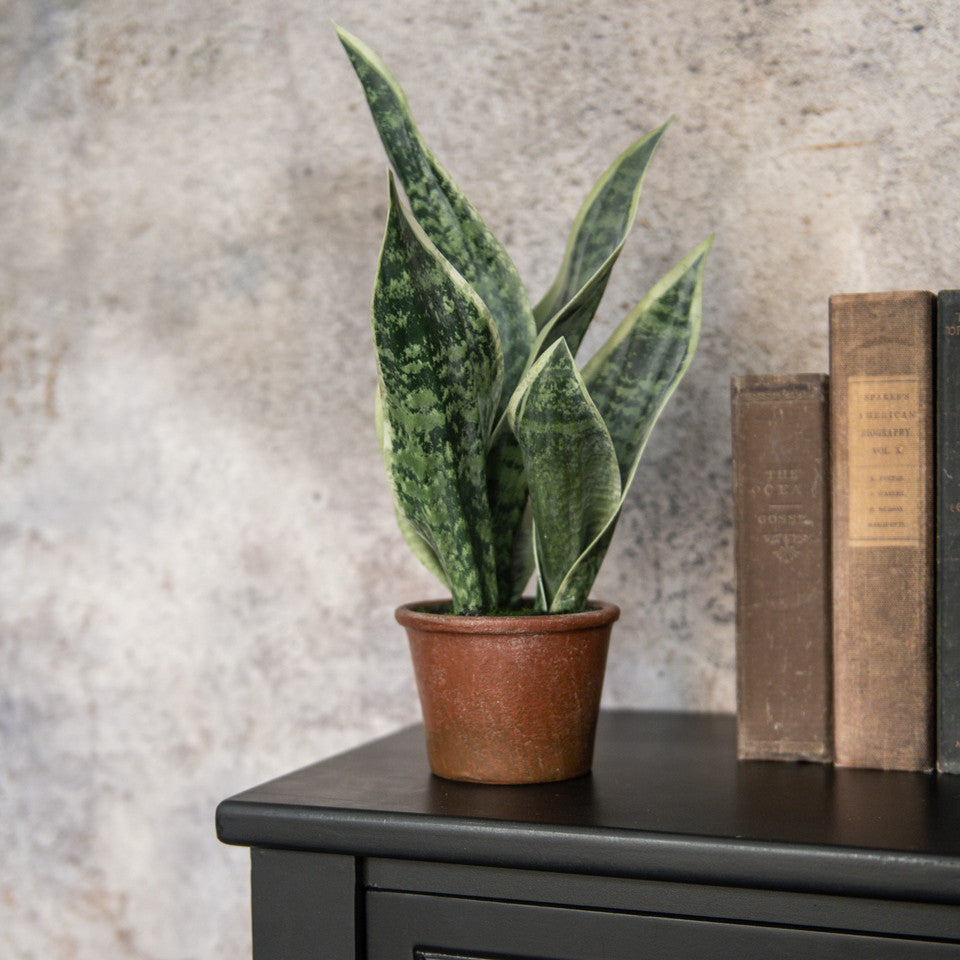 Snake Plant in Resin Pot
