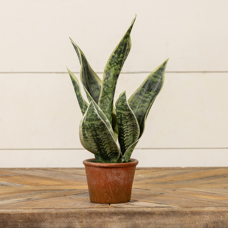 Snake Plant in Resin Pot