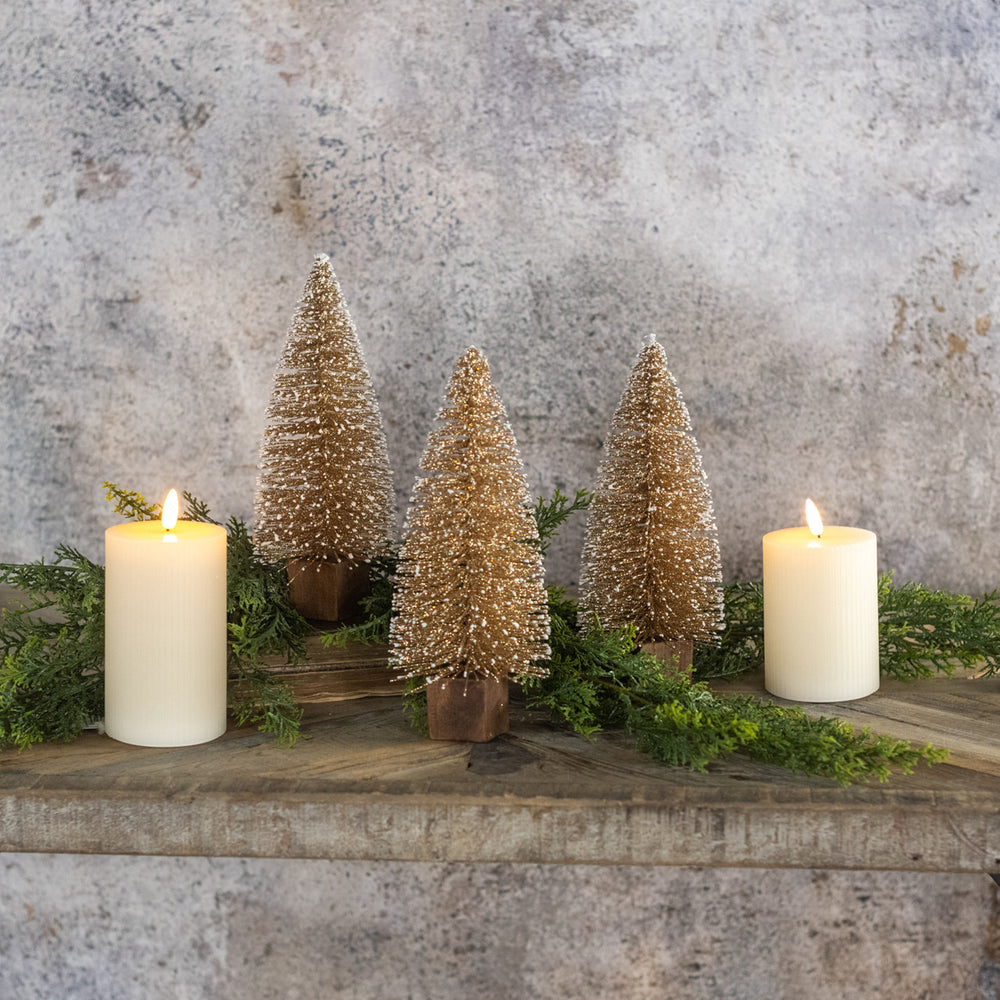 Gold Bottlebrush Trees - 2 Sizes