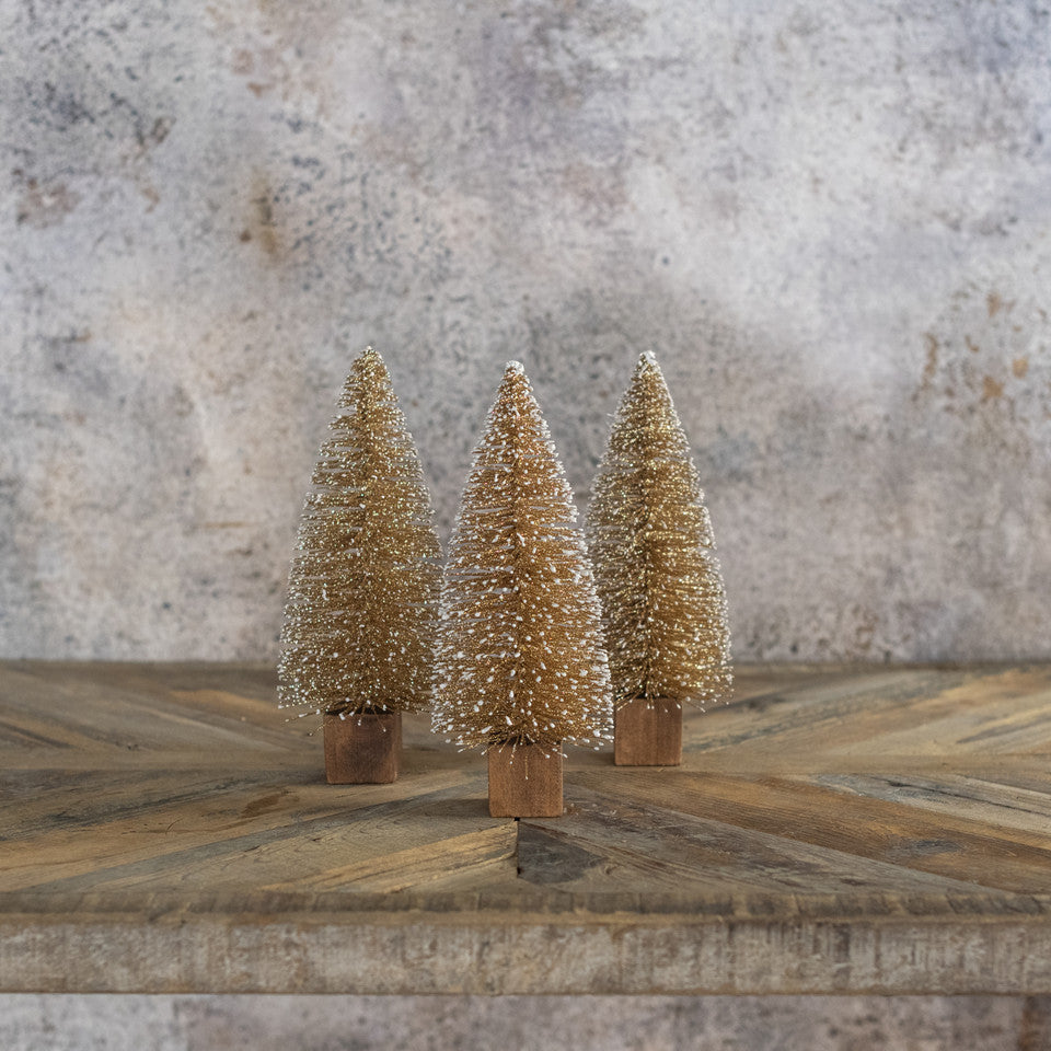 Gold Bottlebrush Trees - 2 Sizes